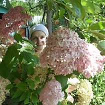 Кустарники